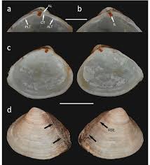 Image result for Mohria marginalis