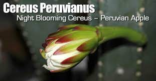 Cereus pollination is likely from bats or moths given the nocturnal blooming of the flowers. Cereus Peruvianus Care Learn To Grow The Peruvian Apple Cactus