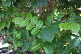 Image result for Andrachne ovalis