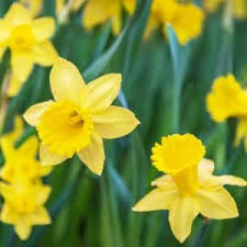 Check out these fun spring facts for kids. Five Favorite Spring Flowers Fun Facts Schaaf Floral