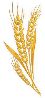 Svg Freeuse Library Barley Vector Spike Wheat Germen De Trigo Dibujo Transparent Png Image For Free Download Explore More Ideias Para Desenho Trigo Desenho