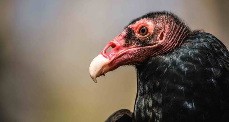 You Kill It, You Eat It? | Field Ethos