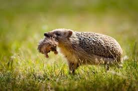 I M Done With Your Shenanigans Animal Moms Carrying Their Kids With Images Cute Animals Cute Baby Animals Animals Beautiful