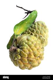 Image result for Annona reticulata