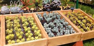 Estos cactus en forma de bola o con forma redonda, a lo largo de su crecimiento van creando más bolas, una en tiendas online como amazon puedes comprar multitud de productos con dibujos de cactus o con formas de cactus. Ideas Para Decorar La Casa Con Cactus Decorar Con Plantas
