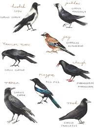 Birds Of A Feather Cast 2020 The Feathered Ape Crows Ravens And Human Culture In 2020 Bird Species Ravan Picture Species