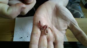 Comment Escher Son Ver De Terre Youtube