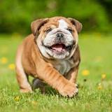 Bulldog Feeding Guide | Dog Feeding Guide | ProDog Raw
