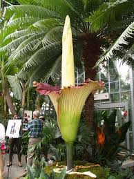 Corpse Flower Geeky Girl Engineer