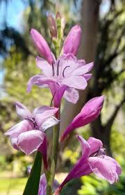 Image result for Watsonia borbonica