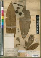 Image result for Chrysophyllum gorungosanum