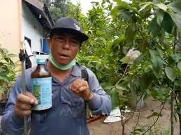 Tanaman jambu kristal dapat di budidayakan secara monokulture maupun intercropping dengan tanaman di bawahnya. Ini Cara 99 Hasil Panen Jambu Madu Tanpa Busuk Berulat Ala Saipul Annuar Sp Youtube