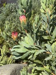Image result for Platycoryne protearum