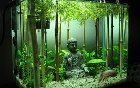 You 39 Ve Seen My Youtube Planted Buddha Betta Tank Setup Video Now See The High Resolution Pics Also I Cool Fish Tanks Aquarium Fish Tank Small Fish Tanks