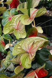 Anthurium Displays 2 Anthurium Flower Anthurium Plant Anthurium