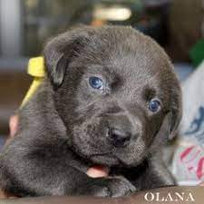 Puppies for sale near colorado your search returned the following puppies for sale. 110 Pictures Of Future Dog Ideas Puppies Silver Labrador Labrador Retriever