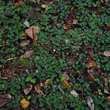 Image result for Geophila