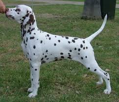 Black And White Spotted Dog Pin By Maria Ruiz On My Favourite Dog Breeds Dalmatian Dogs Spotty Dog Dalmatian Puppy