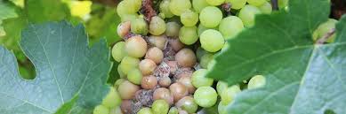 Image result for Metasphaeria diplodiella