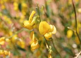 Image result for Crotalaria eremicola