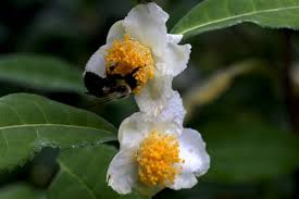 Image result for Camellia sinensis