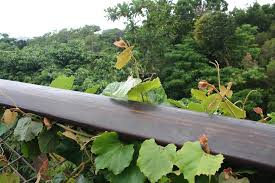 Image result for Rhoicissus tomentosa