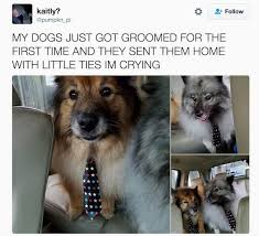 Pin By Will Is A Nice Demon On Funny Animals Cute Animals Funny Animals Cute Baby Animals