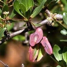 Image result for Terminalia sambesiaca