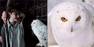 Harry potter and owl