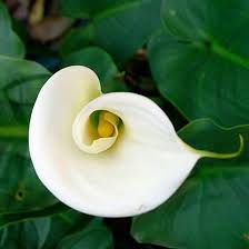 18 arboles con flores nombres caracteristicas y fotos / planta liliácea, de flores grandes y hermosas. Plantas De Flores Blancas Nombres