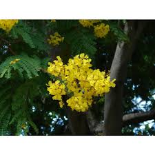 Image result for Peltophorum pterocarpum