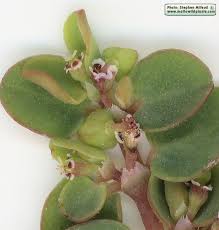 Image result for Euphorbia serpens