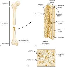 Can construct you could construct a you can construct an equilateral triangle so as long as this cut is the same length as this cut right over here is the same length as hot weird enders. Bone And Joint Infections Anesthesia Key