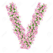 Stand next to your support, feet in a narrow v. Letter V Alphabet With Zinnia Flower Abc Concept Type As Logo Typography Design Stock Photo Picture And Royalty Free Image Image 40321163
