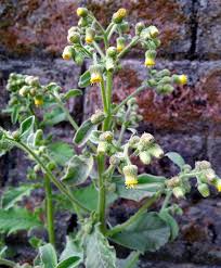 Image result for Blumea