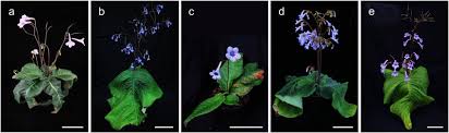 Image result for Streptocarpus eylesii