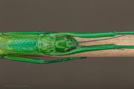 Image result for Mostuea batesii