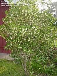 Sweet Olive Fragrant Tea Olive Iosmanthus Fragrans I Olive Trees Landscape Landscaping Plants Osmanthus Fragrans