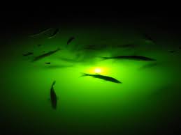 5 Tips For Led Dock Light Fishing Underwater Fish Light