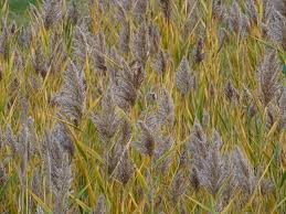 Image result for Phragmites mauritianus