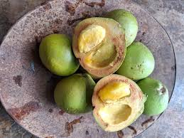 Image result for Sapotaceae