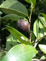 Image result for Trilepisium madagascariense
