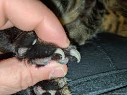 Besides trimming their nails while they are asleep, you can also try to feed them treats such as mayonnaise (slather some on their nose), they'd be too busy licking off the treats to worry about having their nails trimmed. Need Advice On Trimming My Cat S Back Claws Catadvice