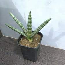 Dengan variasi warna yang beragam, tak heran bunga mawar kerap jadi pilihan jenis tanaman hias untuk menghiasi rumah. 11 Jenis Tanaman Hias Sansevieria Si Lidah Mertua Yang Bisa Serap Racun