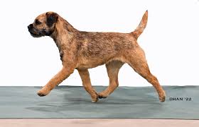 Image result for border teriér