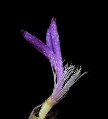 Image result for Vernonia hirsuta