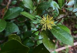 Image result for Trichocladus ellipticus
