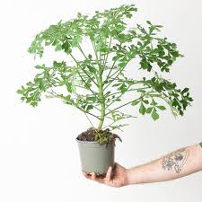 Image result for Cussonia