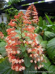 Image result for Clerodendrum