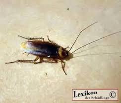 Amerikanische Schabe Schadlinge Im Haus Schadlingsbekampfung Schadlinge